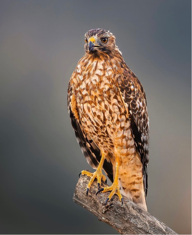 Perched Juvenile Hawk by Erik Long