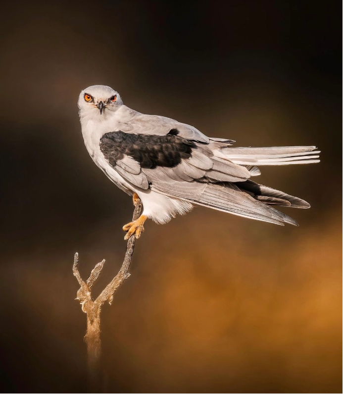 White-Tailed Kite by Erik Long