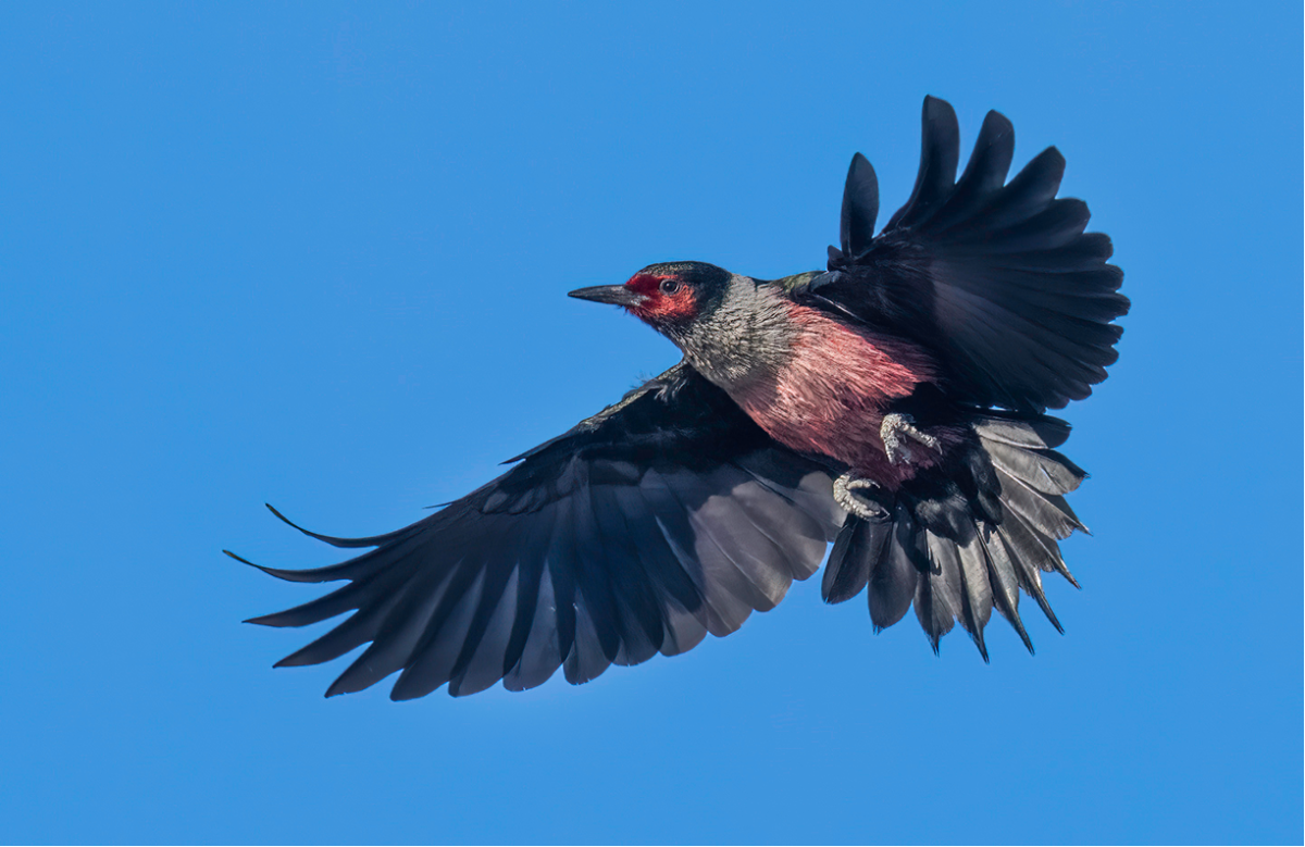 Pájaro Carpintero de Lewis por Dave Douglass