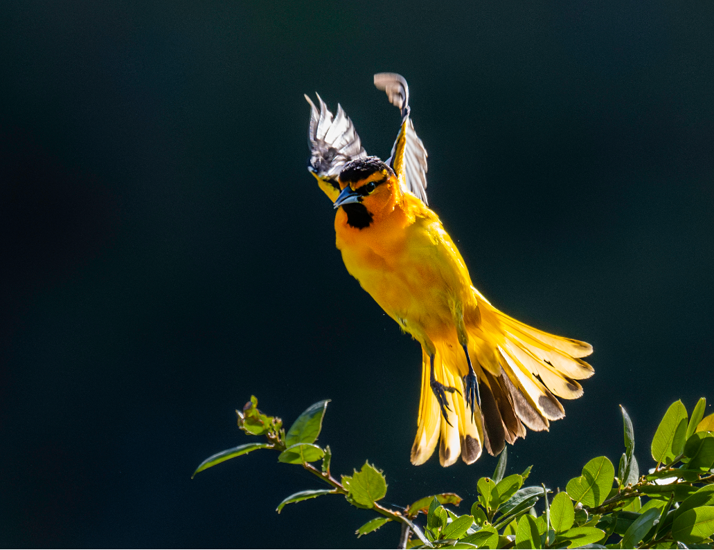 Bullock’s Oriole by Dave Douglass