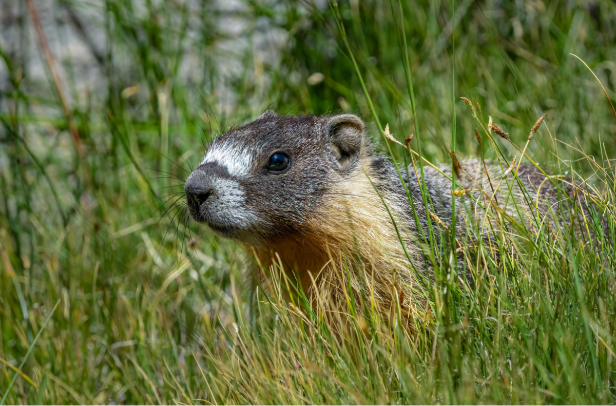 Juvenile Marmot by Sharon Anderson
