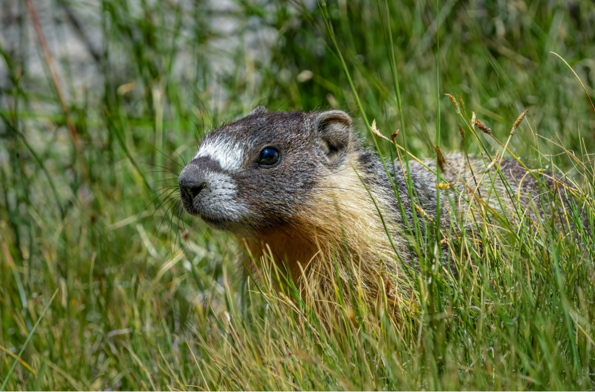 Marmota Juvenil por Sharon Anderson