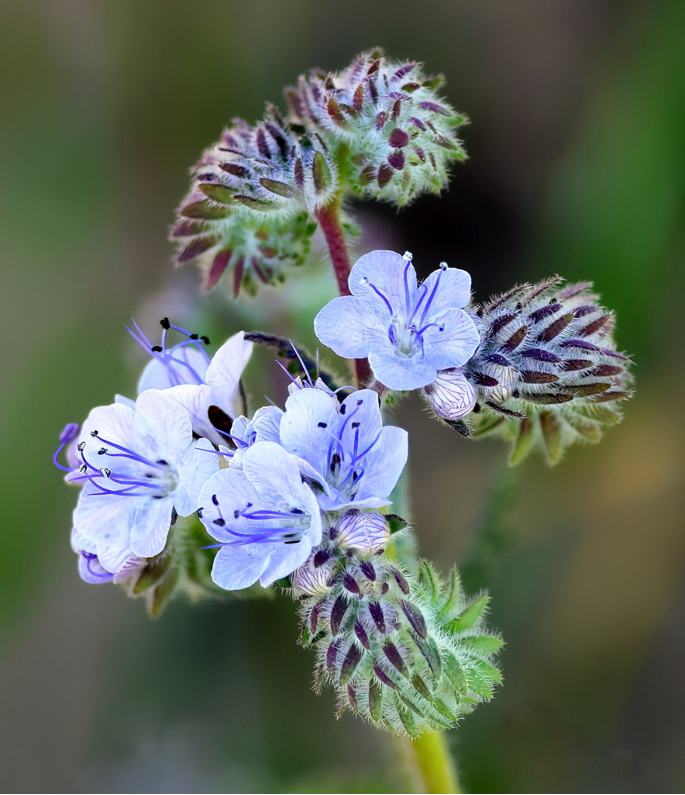 Phacelia Wildflower by Richard Brown