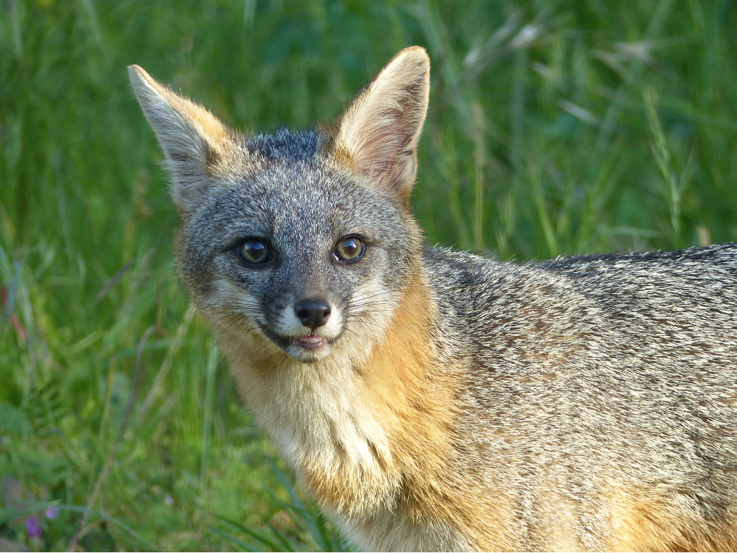 Gray Fox by Laura Hamilton