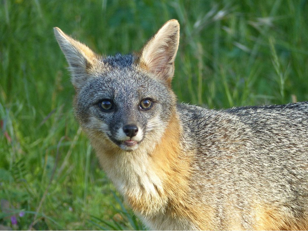 Zorro Gris por Laura Hamilton