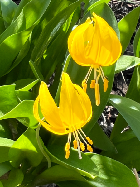 Tuolumne Fawn Lilies by Phyllis Ashmead