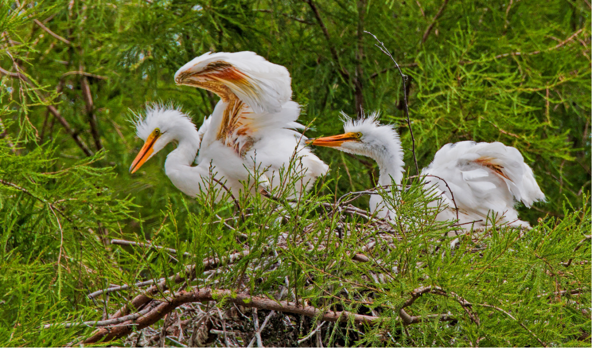 Young Egrets by Joanne Sogsti