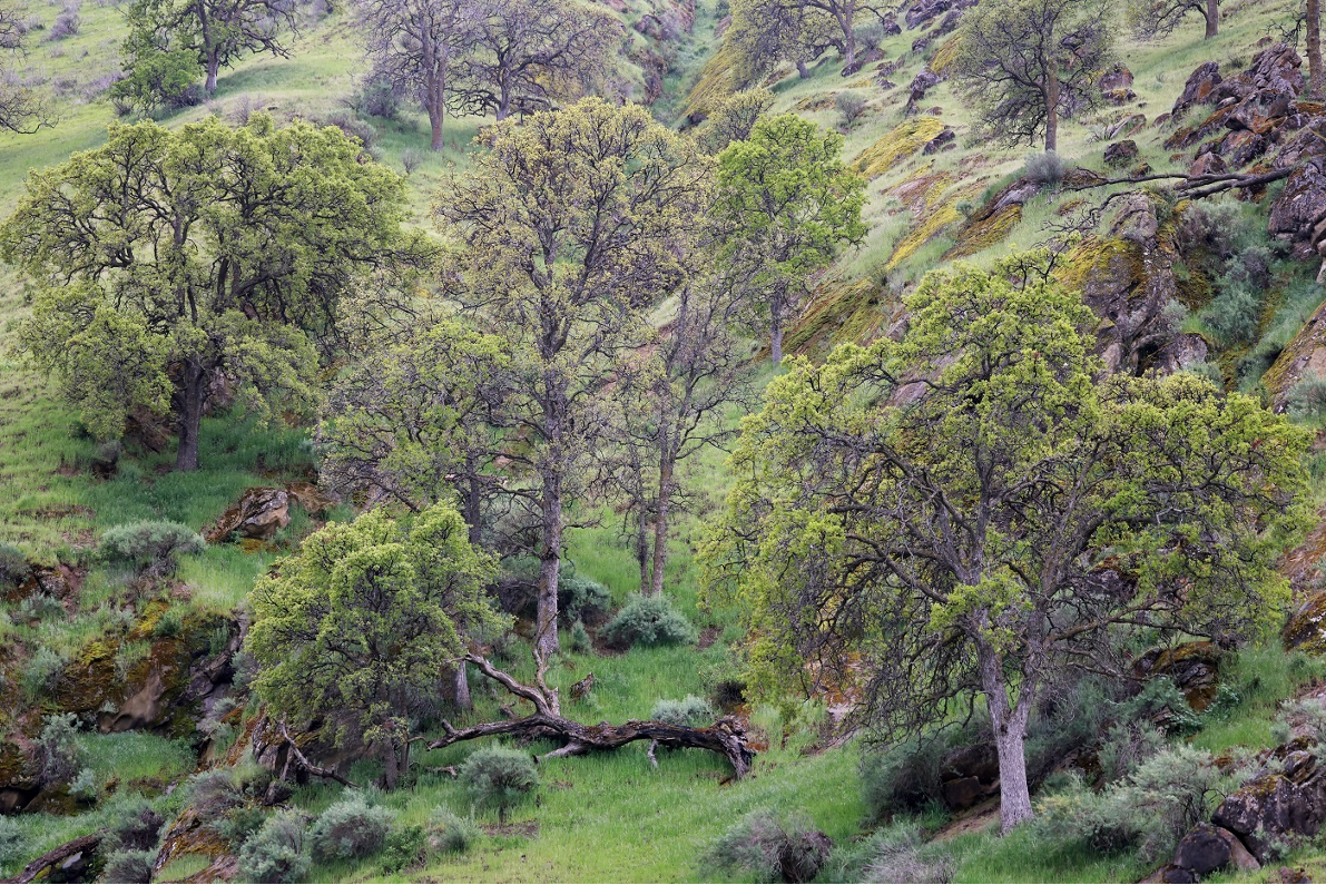 Oak Woodland by Richard Brown