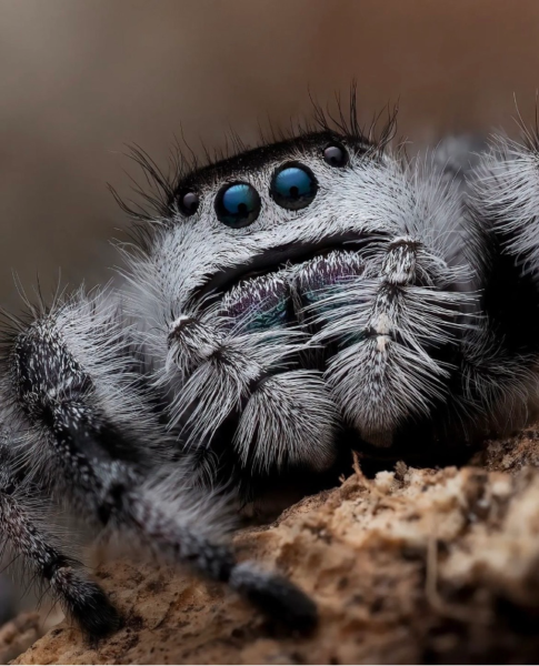 Jumping Spider by Erik Long