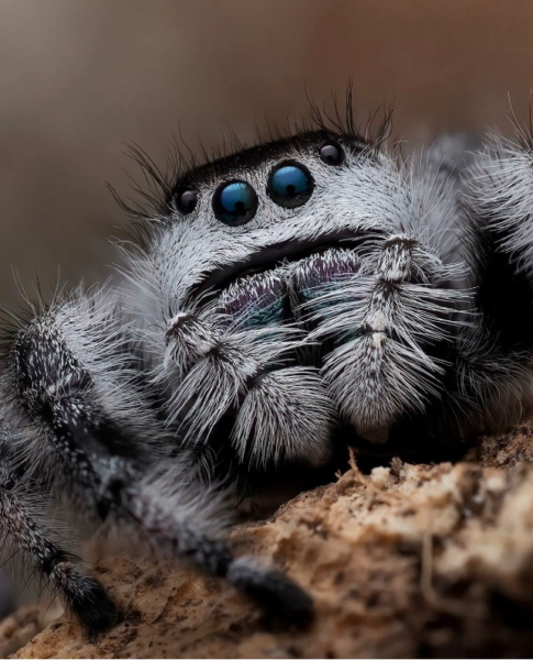 Araña que Salta por Erik Long