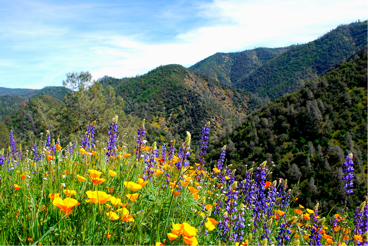 Canyon Wildflowers by Sue Holm