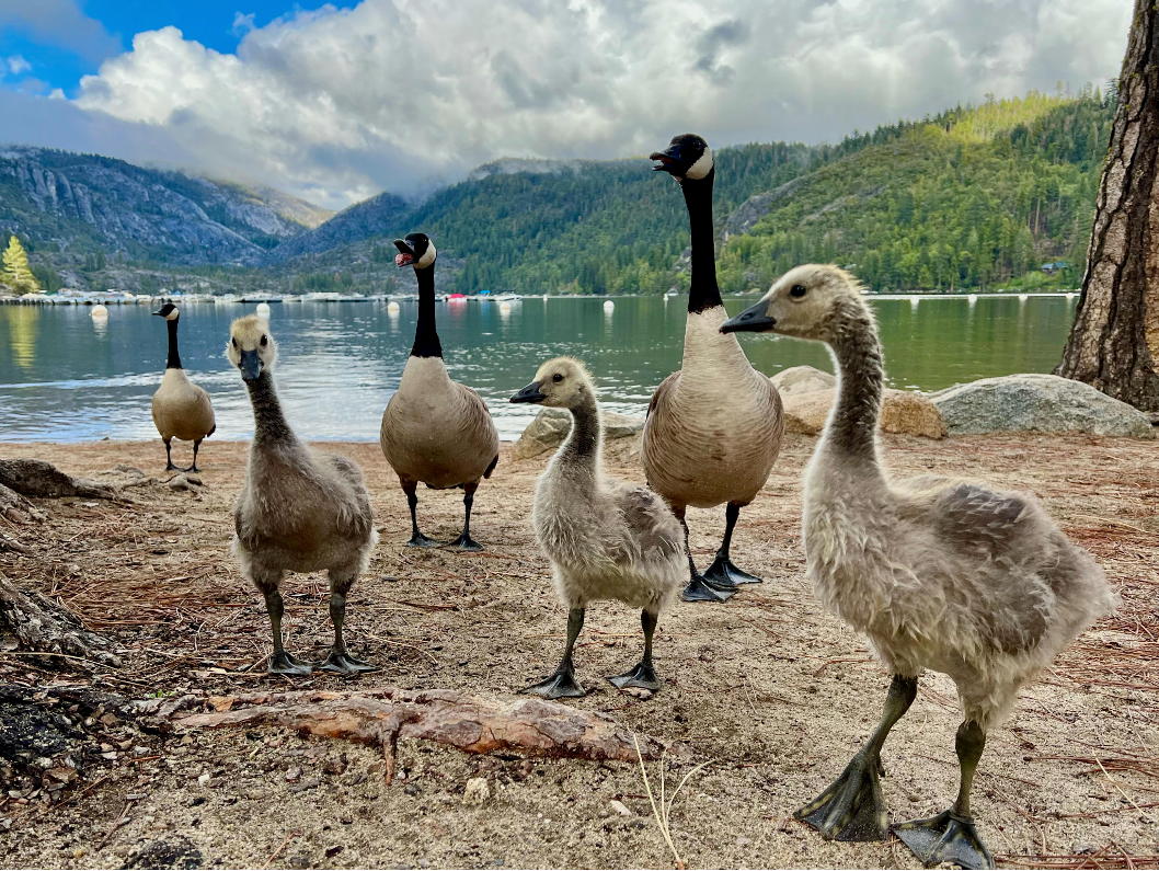 Familia de Gansos de Canadá por Christy Huff