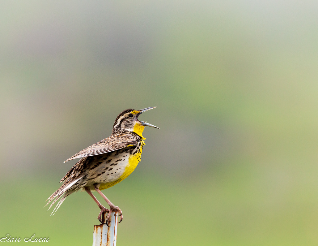 Meadowlark by Starr Lucas