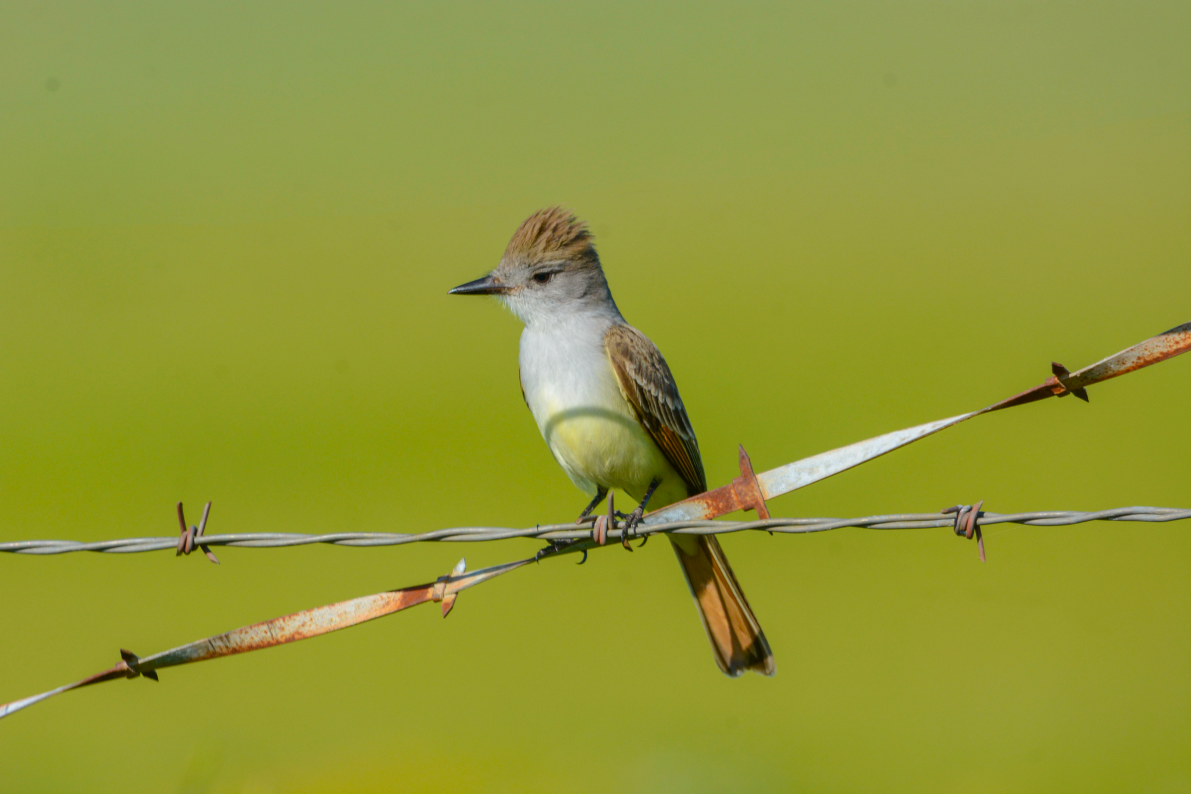 Ash Throated Flycatcher by Dan Souza