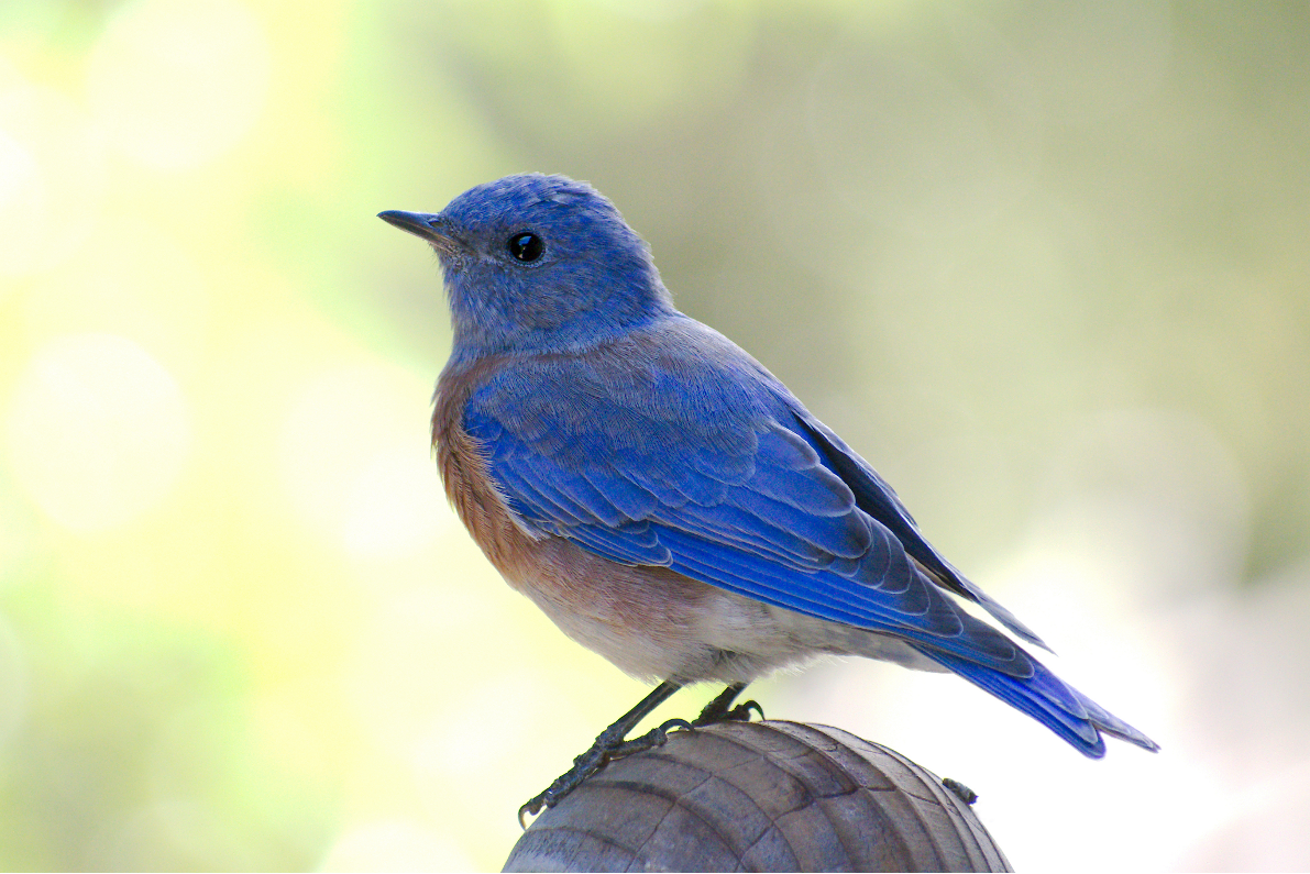 Western Bluebird by Carolyn Silva
