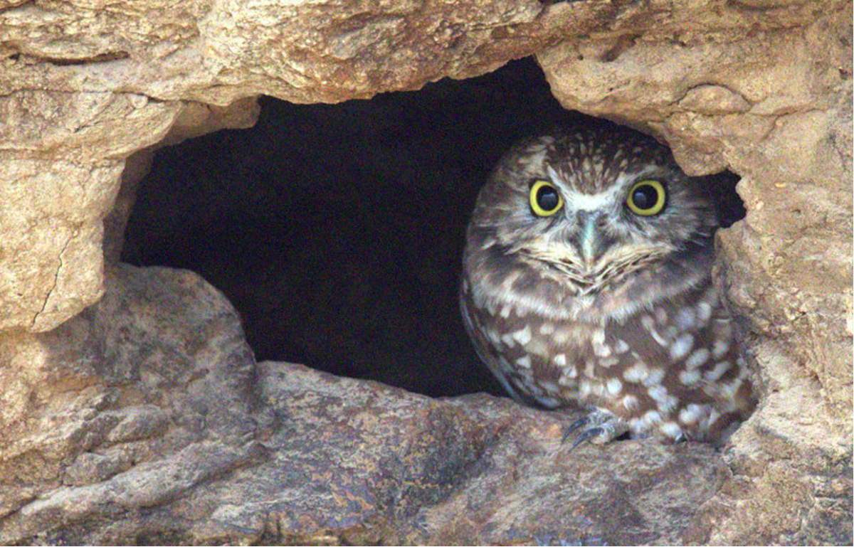 Burrowing Owl by Richard Brown