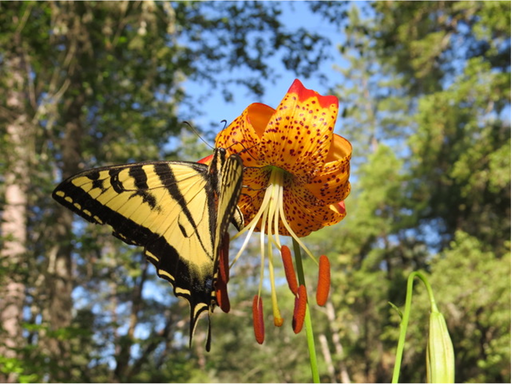 Swallowtail Butterfly on Lilly by Karen Orso