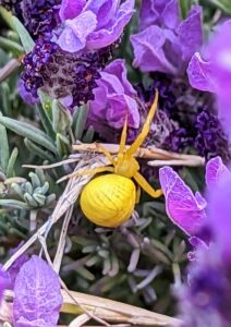 yellow spider in lavender