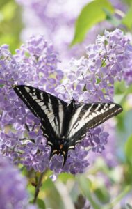 swallowtail butterfly on lilac