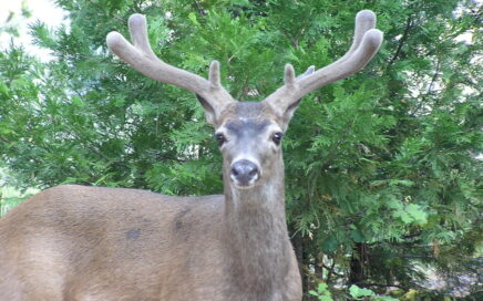 a large buck in the forest