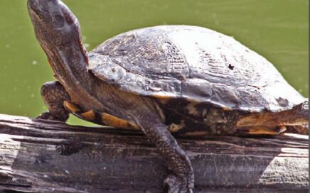 western pond turtle on a lakeside log