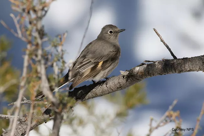 Townsend's Solitaire