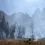 Twenty-year study confirms California forests are healthier when burned — or thinned