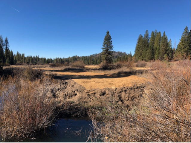 Ackerson meadow