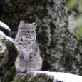 CSERC’s “Wild Wonders” Photo Contest is now open for entries! (contest rules below)