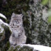 CSERC’s “Wild Wonders” Photo Contest is now open for entries! (contest rules below)