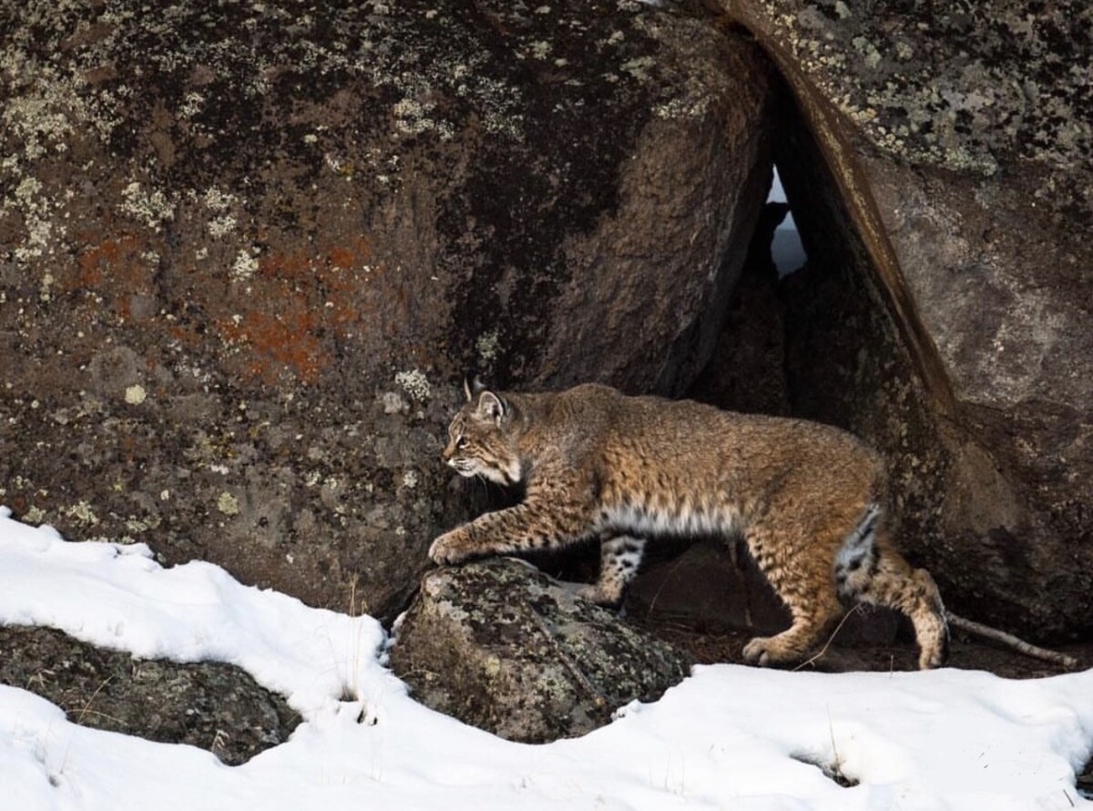 Bobcat with snow by Erik Long