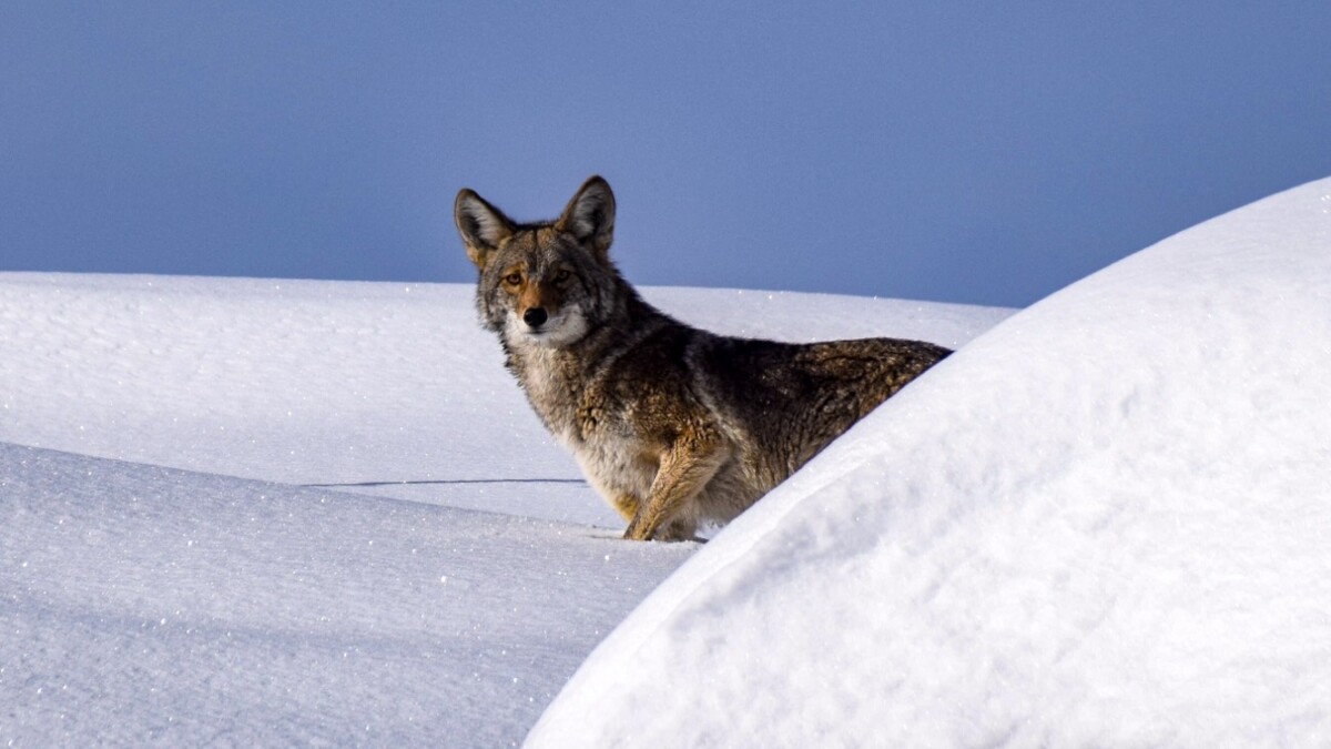 2nd Place – Coyote in snow by Kyle Strand