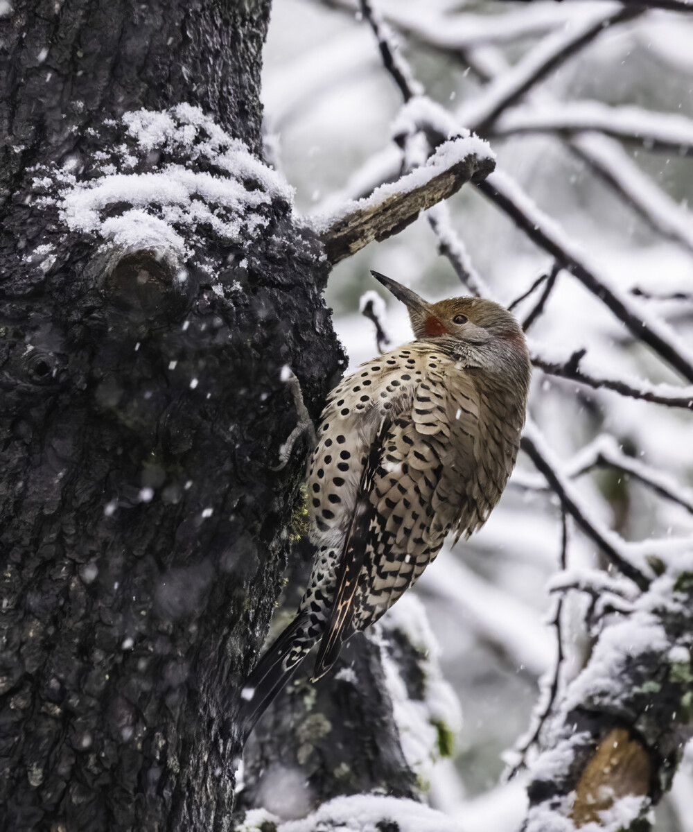 Northern flicker by Dave Douglass