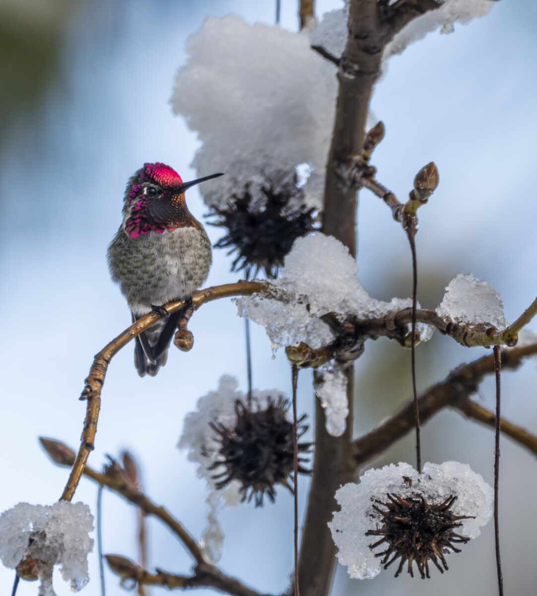 Colibrí de Anna de Dave Douglass