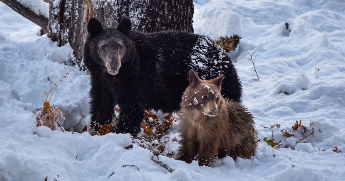 Momma bear and cub in snow by Kyle Strand