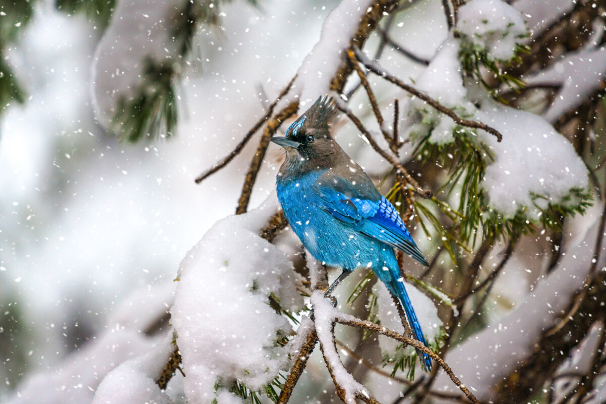 Steller’s jay by Cindy Murphy