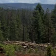 Trump administration rolls back forest protections in bid to ramp up logging