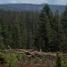 Trump administration rolls back forest protections in bid to ramp up logging