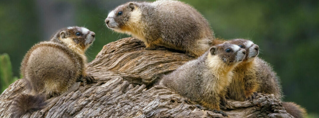 1st place Marmots, Tuolumne Meadows Yosemite Sharon Anderson