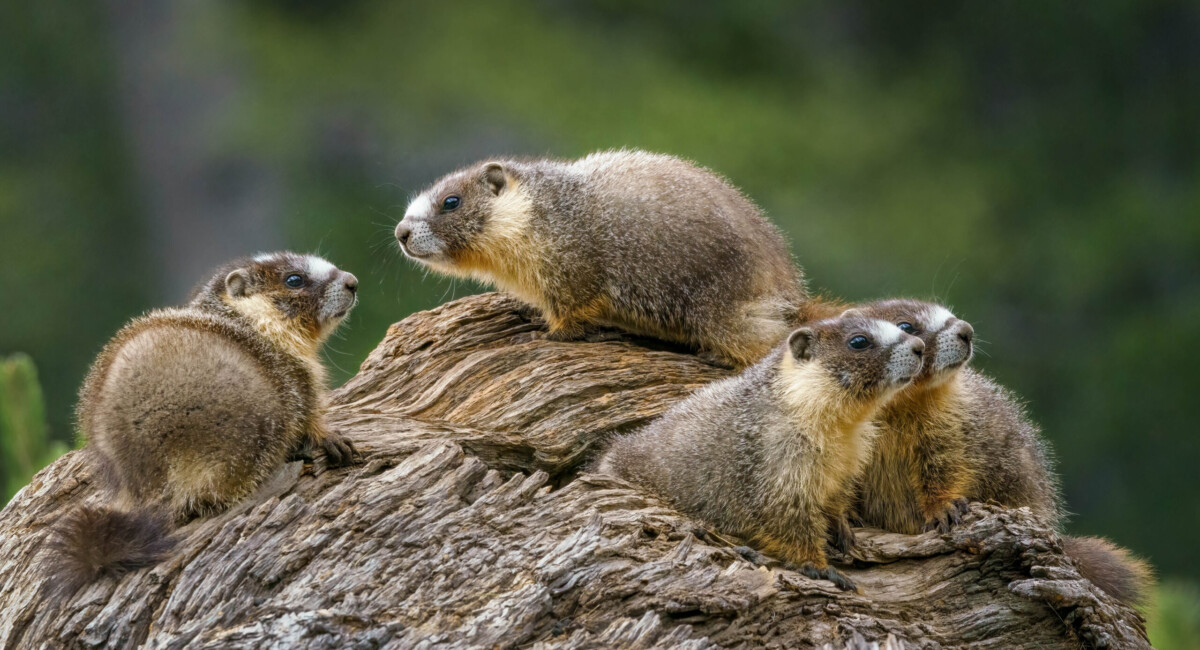 Marmot Family by Sharon Anderson