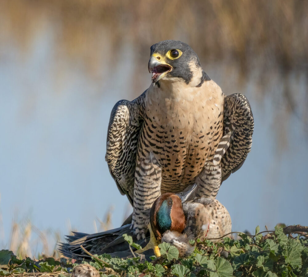 Peregrine Falcon with Green-winged Teal by Sharon Anderson