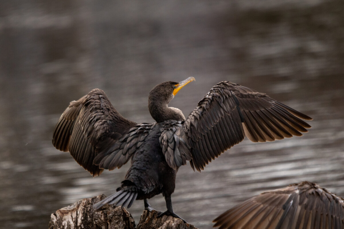 Cormorant by Silas Westcamp