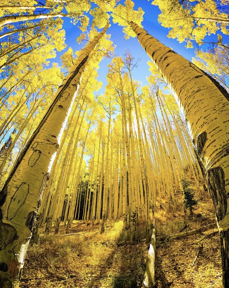 Fall Aspens by Erik Long
