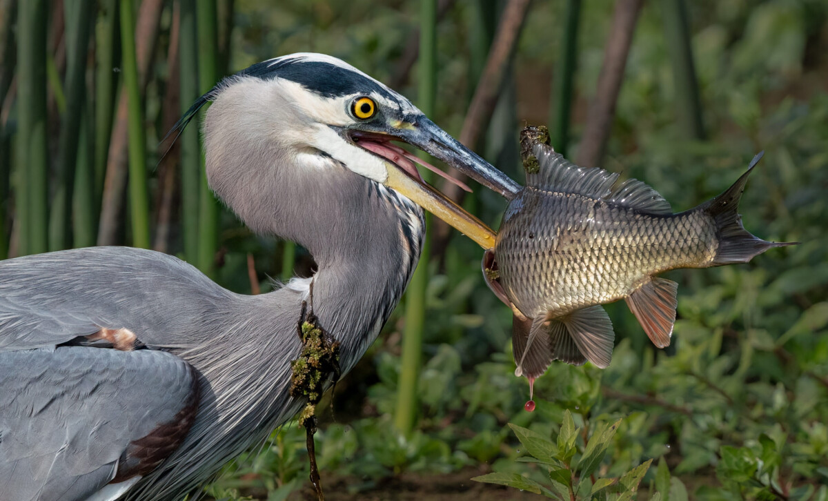 Blue Heron with Fish by Sharon Anderson