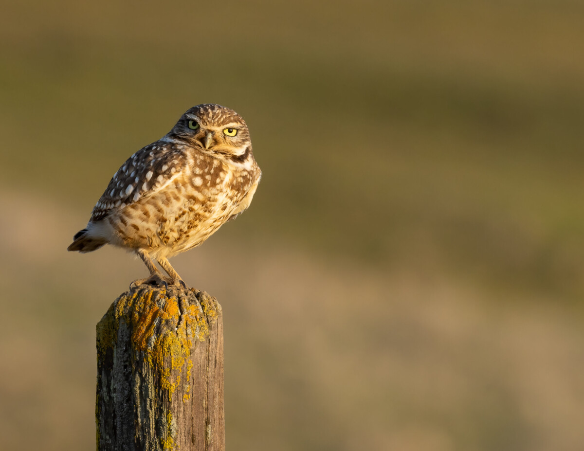 Burrowing Owl by Starr Lucas