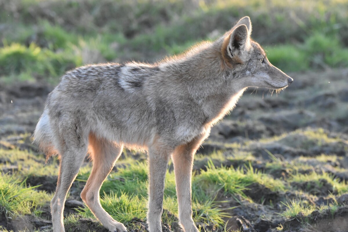 Coyote by Christy Huff