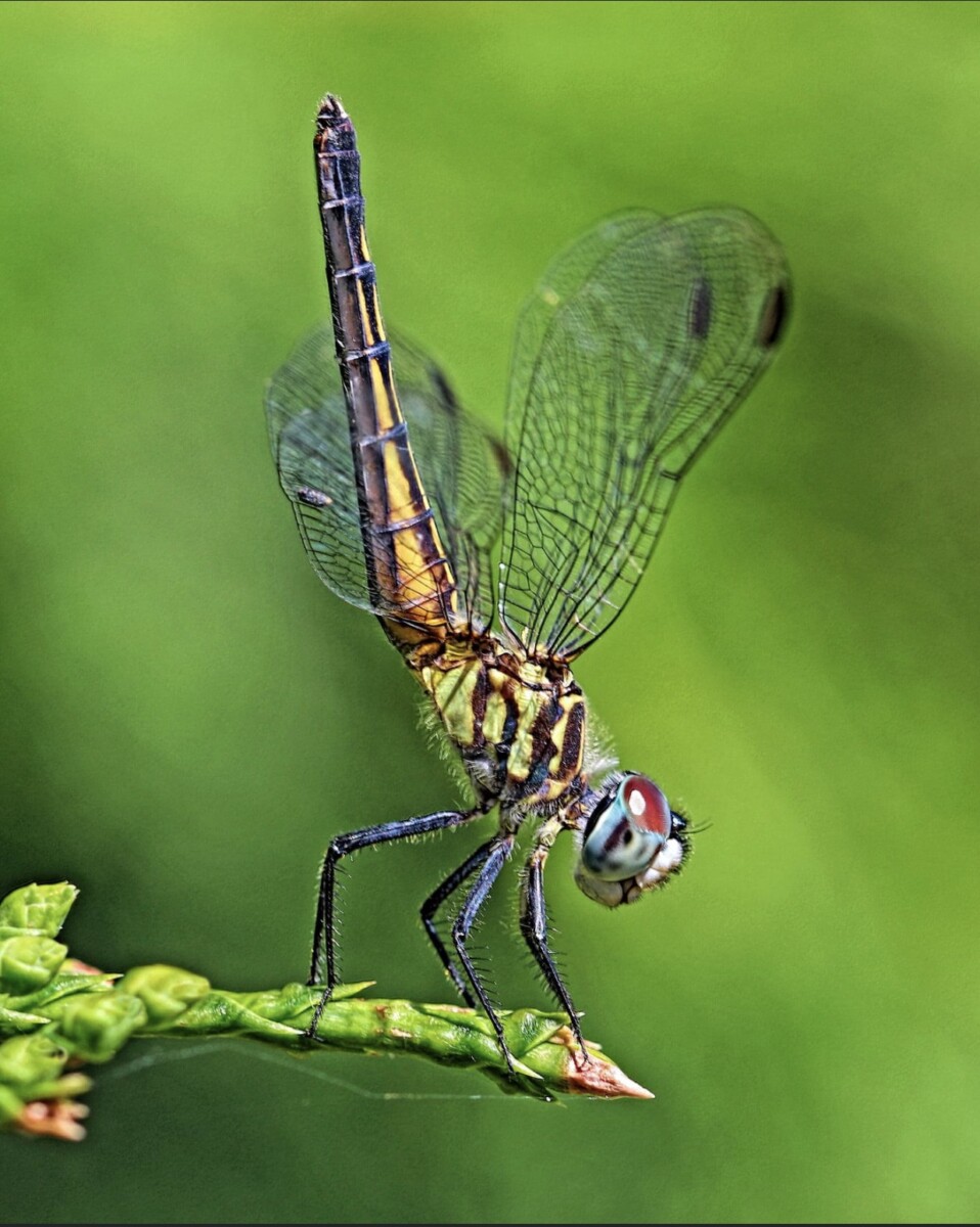 Dragonfly by Joanne Sogsti