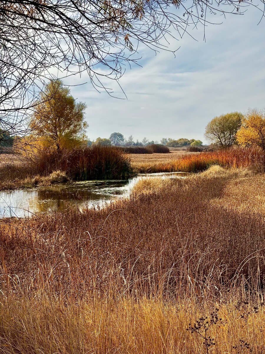 Fall Wetland Colors by Christy Huff