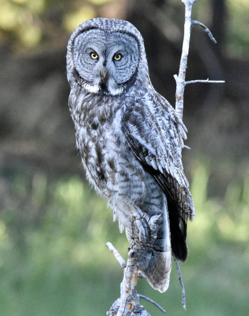 Great Gray Owl by Christy Huff