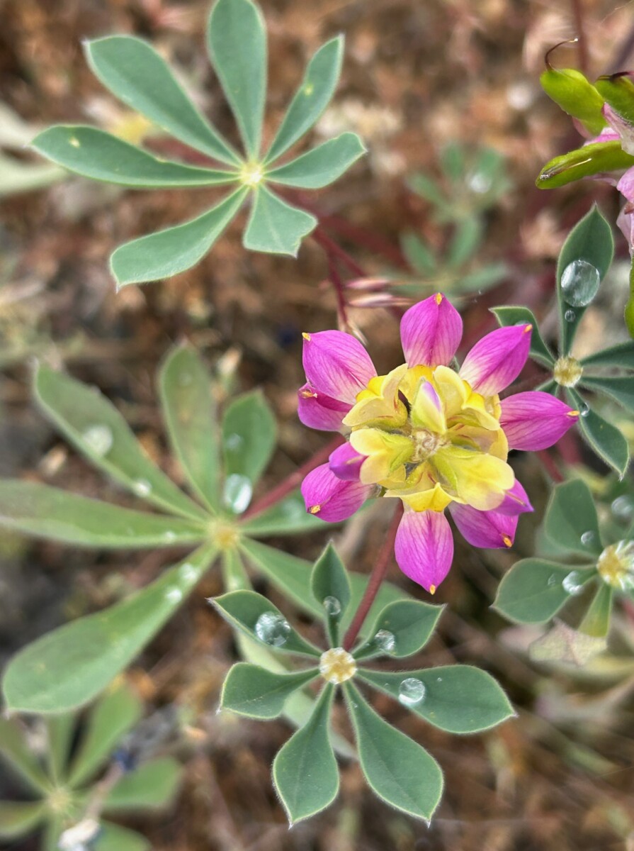 Harlequin Lupine by Susan Endter